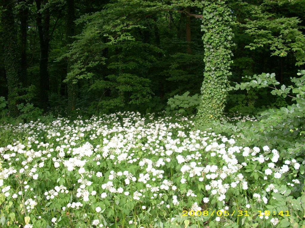 Spreewaldunterkunft Buchecker Lübben Buitenkant foto